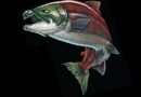 Üç Metrelik Tarih Öncesi Somon Balığının “Yaban Domuzu Benzeri Dişleri” Vardı