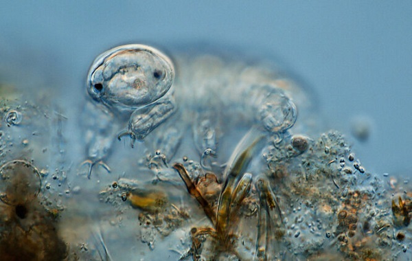 Tardigrad Proteinleri İnsan Hücrelerinin Yaşlanmasını Yavaşlatıyor