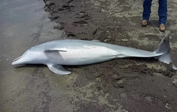Kurşunlarla Delik Deşik Edilmiş Yunus Bulundu: Suçlu Hakkında Bilgi Verene Ödül Var