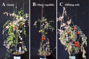 Mars'ta Sebzelerin Büyümesi: Araştırmacılar Ne Keşfetti?