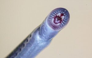 Scientists Discover Unusual Ancient Fish 900 Miles North of Its Previous Known Range