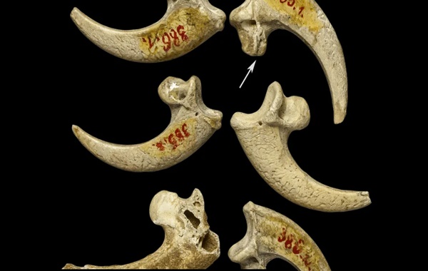 Neandertaller Hakkında