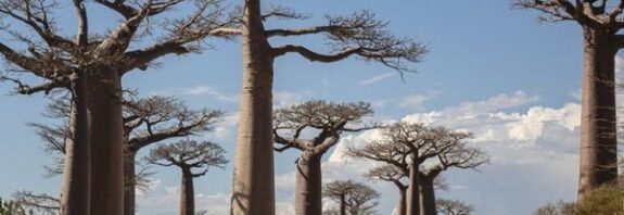 Bilim İnsanları Antik 'Yaşam Ağacı'nın Gizemini Çözdü