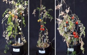 This ancient agriculture practice may help humans grow crops on Mars