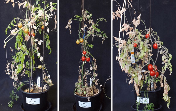 This ancient agriculture practice may help humans grow crops on Mars