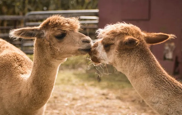 Alpakalarda İlk Kez H5N1 Kuş Gribi Tespit Edildi