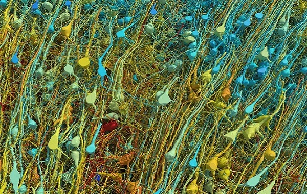 Serebral Korteks Kendi Kendilerine Nöronları Organize Edebiliyor