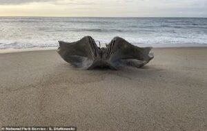 Giant skull from 40-ton creature is discovered on North Carolina beach... do YOU know what it is?
