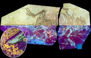 “Hidden Gem” Fossil Of Dinosaur Skin Preserved Like Glass Reveals It Had Scales And Feathers