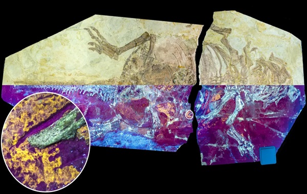 “Hidden Gem” Fossil Of Dinosaur Skin Preserved Like Glass Reveals It Had Scales And Feathers
