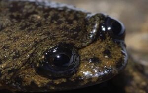 Dünyanın "Akciğeri Olmayan" Tek Kurbağası Akciğere Sahip Çıktı