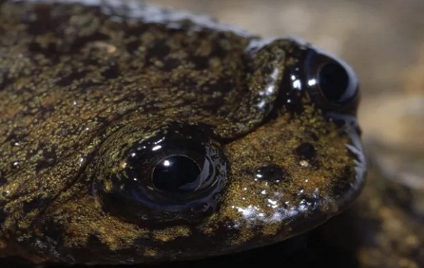 Dünyanın "Akciğeri Olmayan" Tek Kurbağası Akciğere Sahip Çıktı