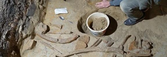 Şarap Mahzeninde Üç Mamut İskeleti Bulundu