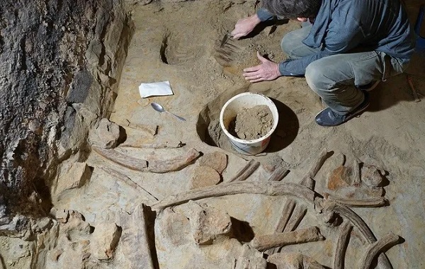 Şarap Mahzeninde Üç Mamut İskeleti Bulundu