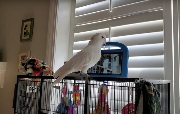 Arkadaşlarını Görüntülü Arayan Papağanlar Canlı Sohbeti Tercih Ediyor