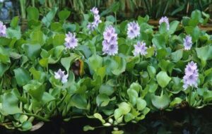 Experts find plants’ electrical rhythm could be a renewable energy source