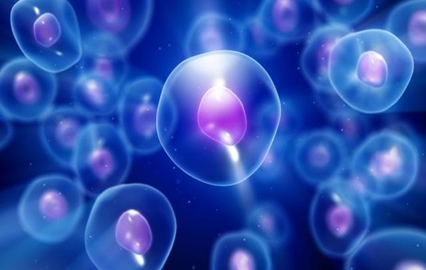 Sex cells could be reason why women live longer than men, finds study