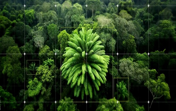 The World's Loneliest Plant Is Facing a Sexual Crisis. Does a Female Exist?