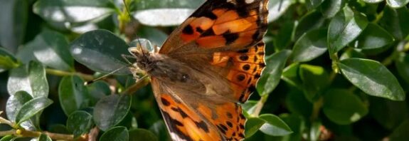 Atlantik Okyanusu'nu Durmadan Uçarak Geçebilen Kelebekler Keşfedildi