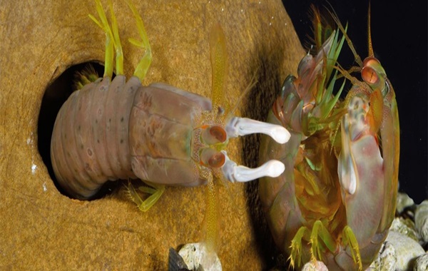 "Cracking the Code: How to Weather the Mighty Punches of Mantis Shrimp"