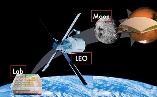 Mantarlarla Ay'da Yaşam: NASA'nın Gelecek Vizyonu