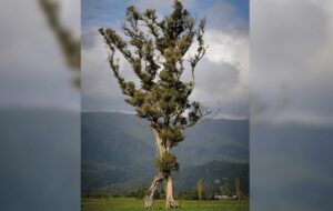 Ent Gibi Görünen “Yürüyen” Ağaç Yeni Zelanda'da Yılın Ağacı Seçildi