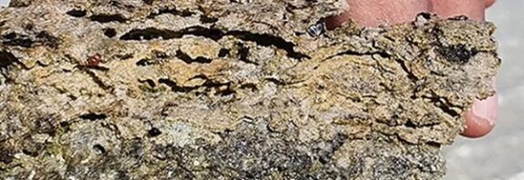 Suudi Arabistan'da 3,5 Milyar Yıllık İlk Yaşam Formları Keşfedildi