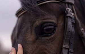 Tüm Modern Evcil Atlar 4.200 Yıl Önce Tek Bir Yabani Popülasyondan Geldi