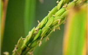 Breaking Boundaries: CRISPR/Cas9 Unlocks a New Era in Photosynthesis Modification