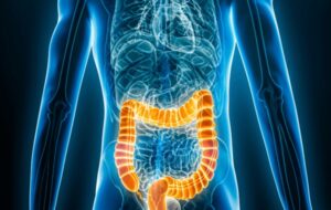 Tiny algae-made robots treat inflammatory bowel disease without drug