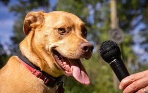 Yapay Zeka Köpeklerin “Dilini” Anlamayı Öğreniyor