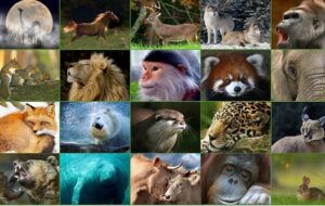 İnsanların ve Diğer Memelilerin Yaşam Süresi “Epigenetik Saat” Tarafından Belirlenir