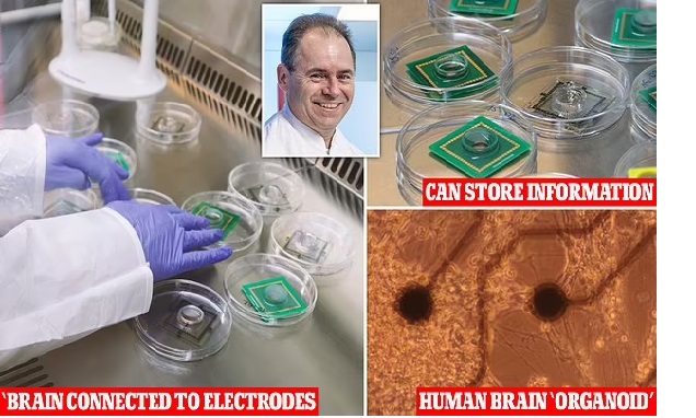 Computer made out of human BRAINS could solve the world's energy crisis - here's the scientist making science fiction reality