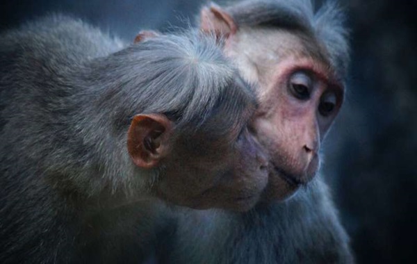 Analysis of data suggests homosexual behavior in other animals is far more common than previously thought