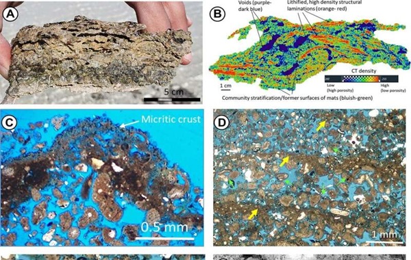New vestiges of the first life on Earth discovered in Saudi Arabia