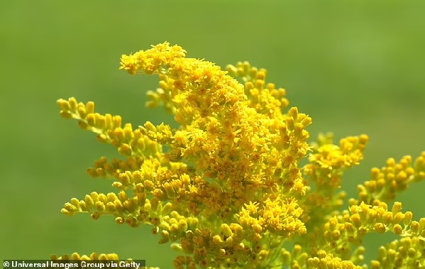 Plants have INTELLIGENCE and the ability to 'problem solve', scientists claim