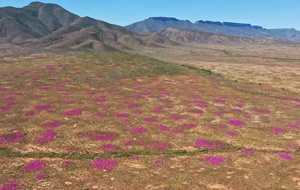 Dünyanın En Eski Termitleri Güney Afrika'da Bulundu: 34.000 Yaşında ve Hala Yaşıyor