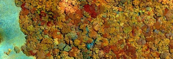 Bilim İnsanları Dünya'daki En Yalnız Bitkine Bir Eş Arıyor