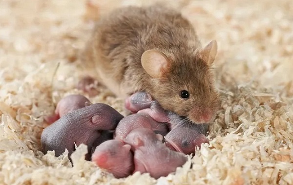 These Brain Cells Help Days-Old Mice to Bond With Mum