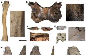 Bone remains indicate extinct humans survived on the Tibetan plateau for 160,000 years