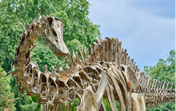 Müzelerdeki Dinozor