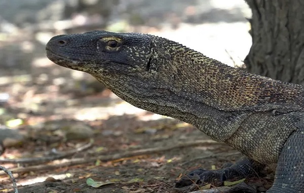 Komodo Ejderlerinin Dişlerinin Demirle Kaplı Olduğu Ortaya Çıktı