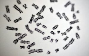 Modern Human DNA Contains Bits From All Over The Neanderthal Genome – Except The Y Chromosome. What Happened?