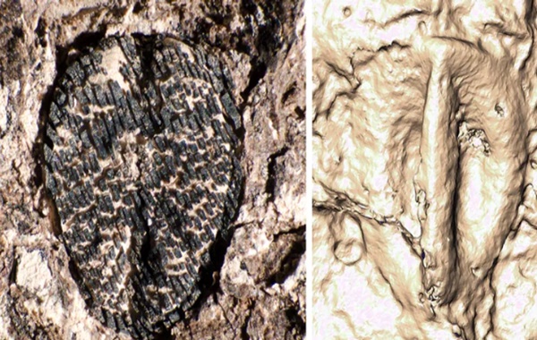 Dinozorları Yok Eden