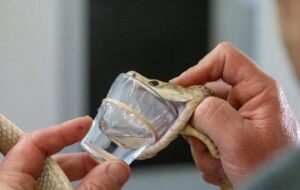 Rekor Kıran Taipan 400 Kişiyi Öldürmeye Yetecek Zehir Üretti