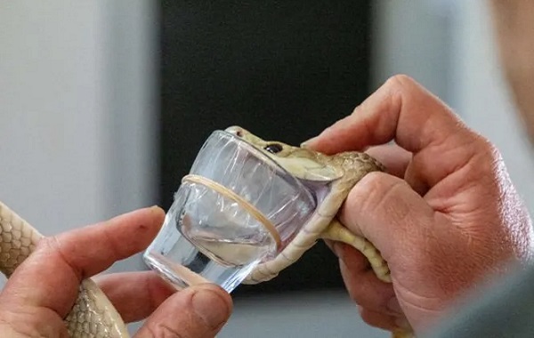 Rekor Kıran Taipan 400 Kişiyi Öldürmeye Yetecek Zehir Üretti