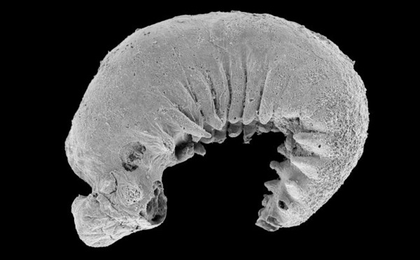 520-Million-Year-Old Fossil Reveals Ancient Worm’s Brain and Guts—How Did This Tiny Creature Survive the Ages?