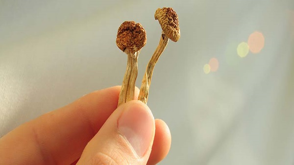 Psilosibin Kullanımında Beynin Nasıl Göründüğü Açıklandı