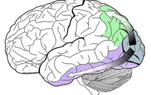 The Brains Of People Born Blind Have A Unique Plasticity