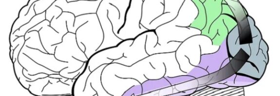 The Brains Of People Born Blind Have A Unique Plasticity